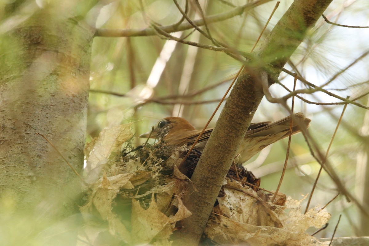 Wood Thrush - ML448435151