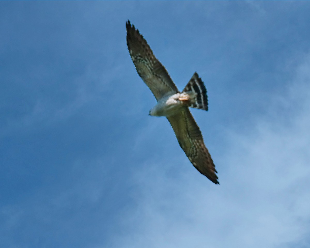 iktinie mississippská - ML448435181