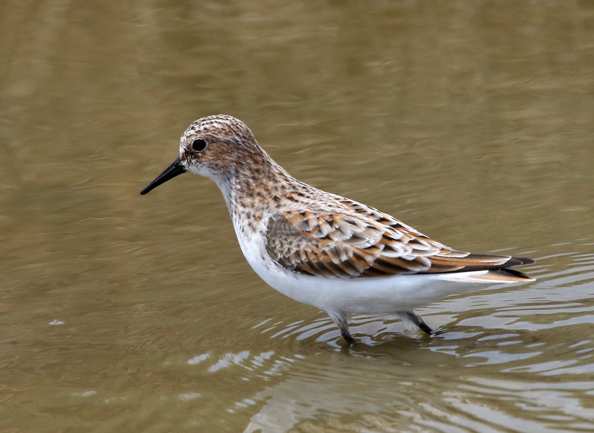 Little Stint - ML448435591