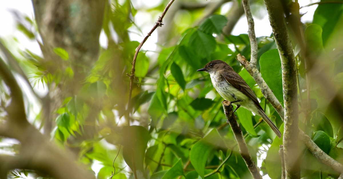 Eastern Phoebe - ML448436141