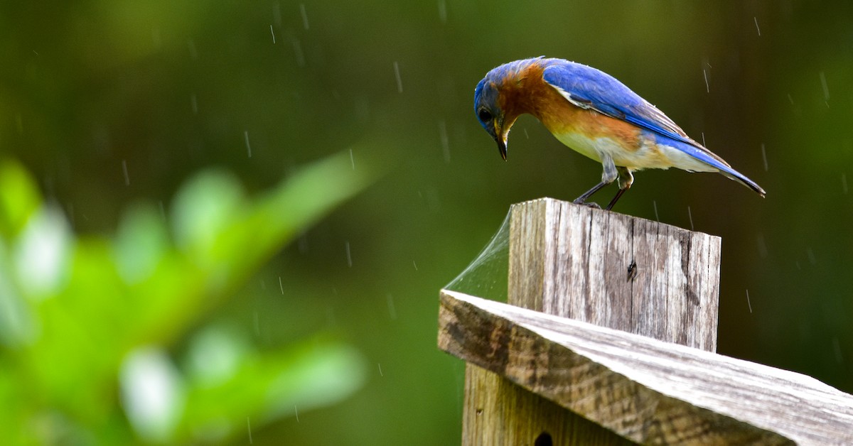 Eastern Bluebird - ML448436371