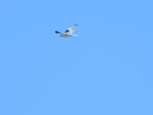 White-tailed Kite - brian ibenthal