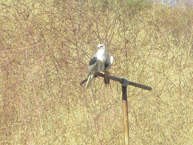 White-tailed Kite - brian ibenthal