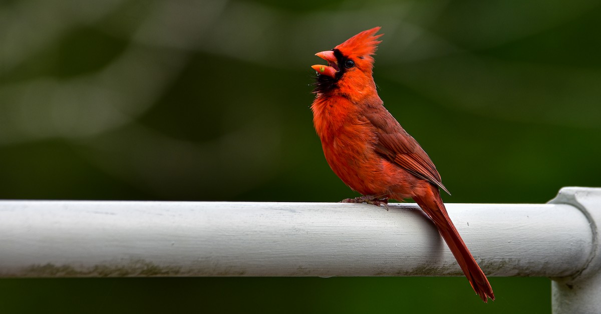 Northern Cardinal - ML448436541