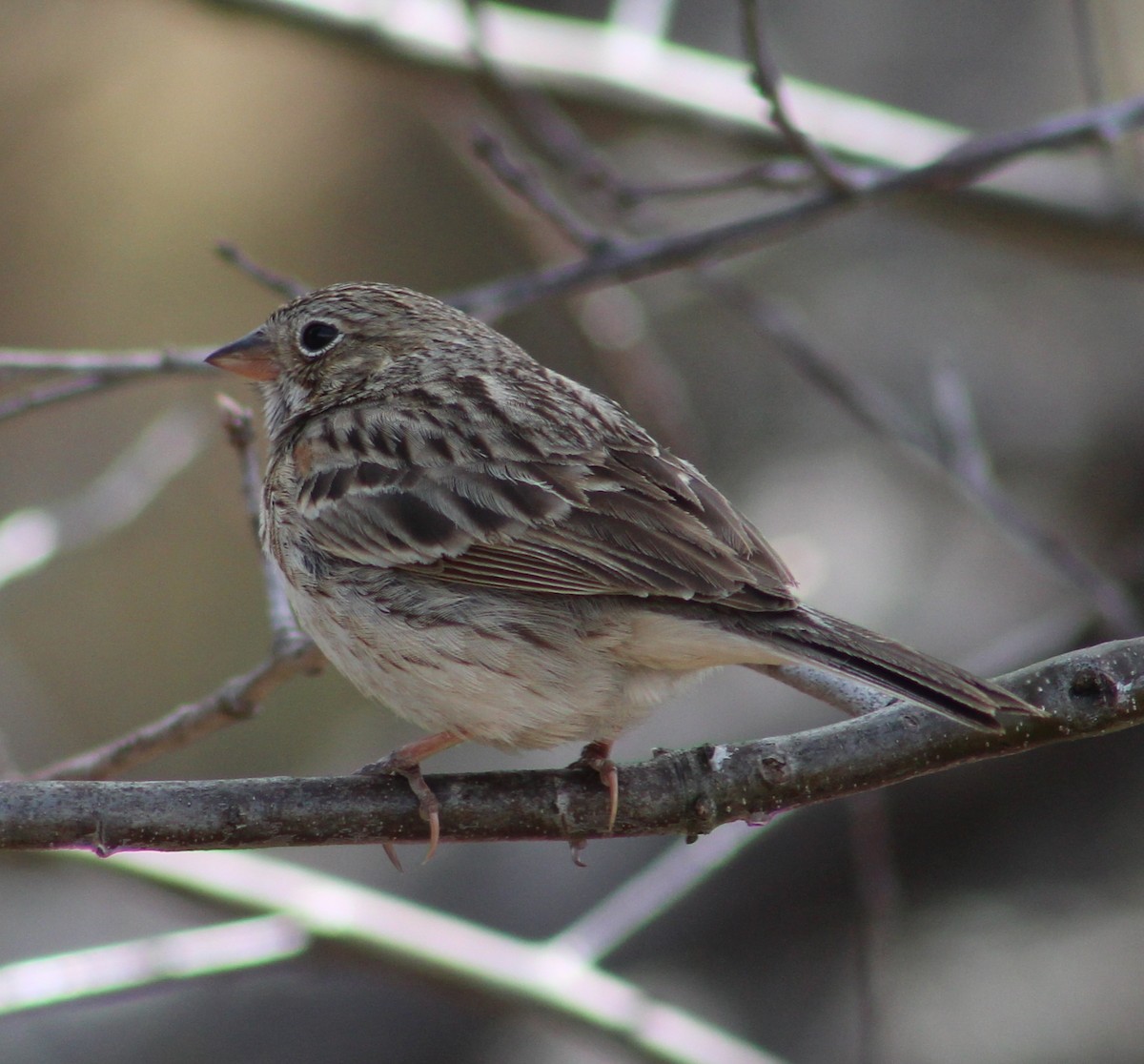 Vesper Sparrow - ML448437071