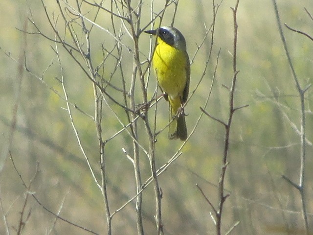 Common Yellowthroat - brian ibenthal