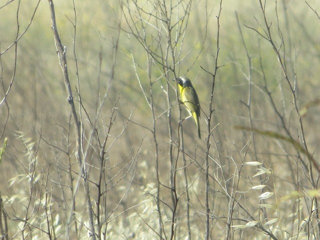 Common Yellowthroat - brian ibenthal