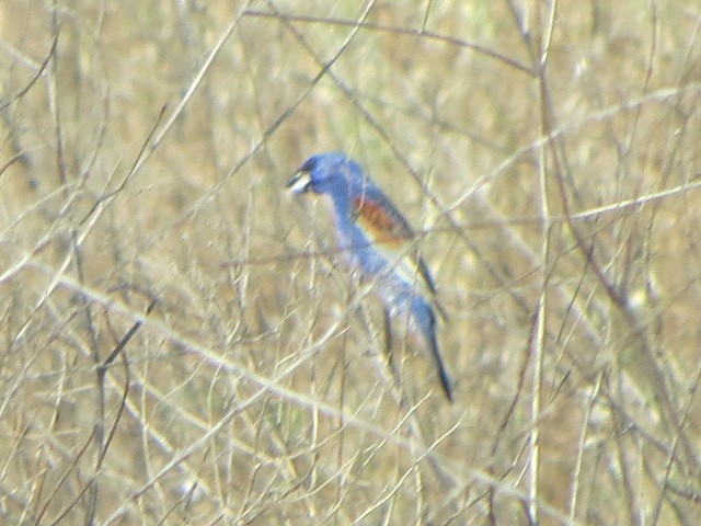 Blue Grosbeak - brian ibenthal