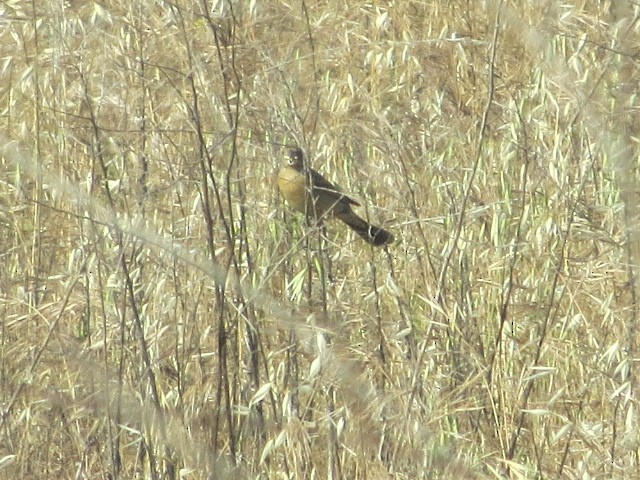 Blue Grosbeak - brian ibenthal