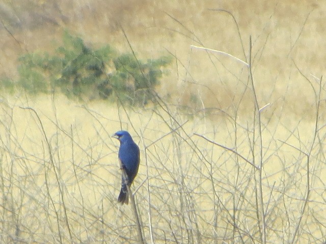 Blue Grosbeak - brian ibenthal