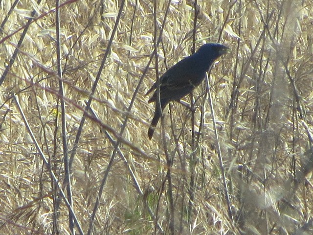 Blue Grosbeak - brian ibenthal