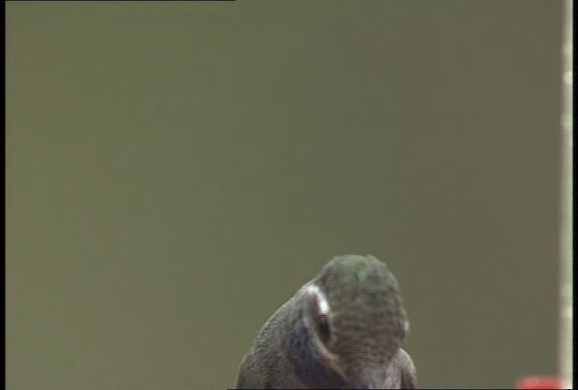 kolibřík blankytohrdlý - ML448438