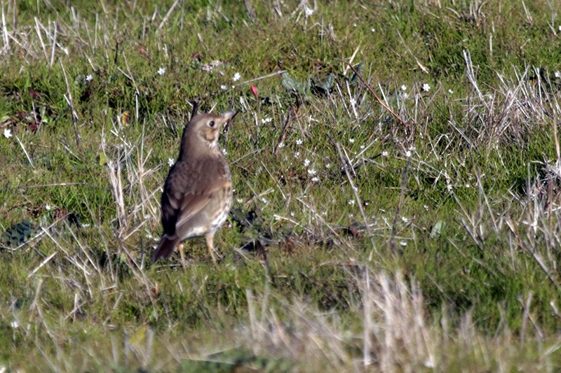 Song Thrush - Francisco Barroqueiro