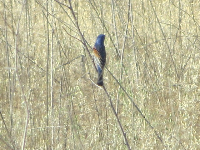 Blue Grosbeak - brian ibenthal