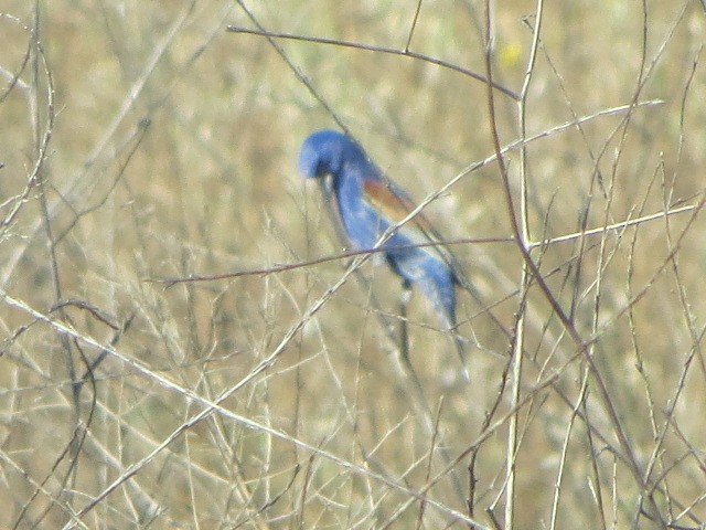 Blue Grosbeak - brian ibenthal