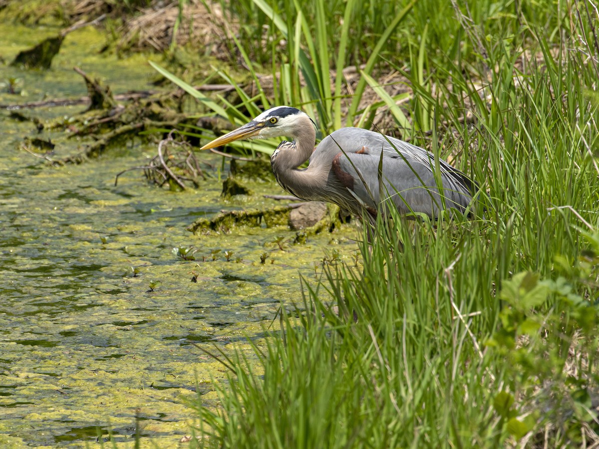 Great Blue Heron - ML448439601