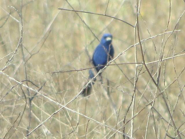 Blue Grosbeak - brian ibenthal