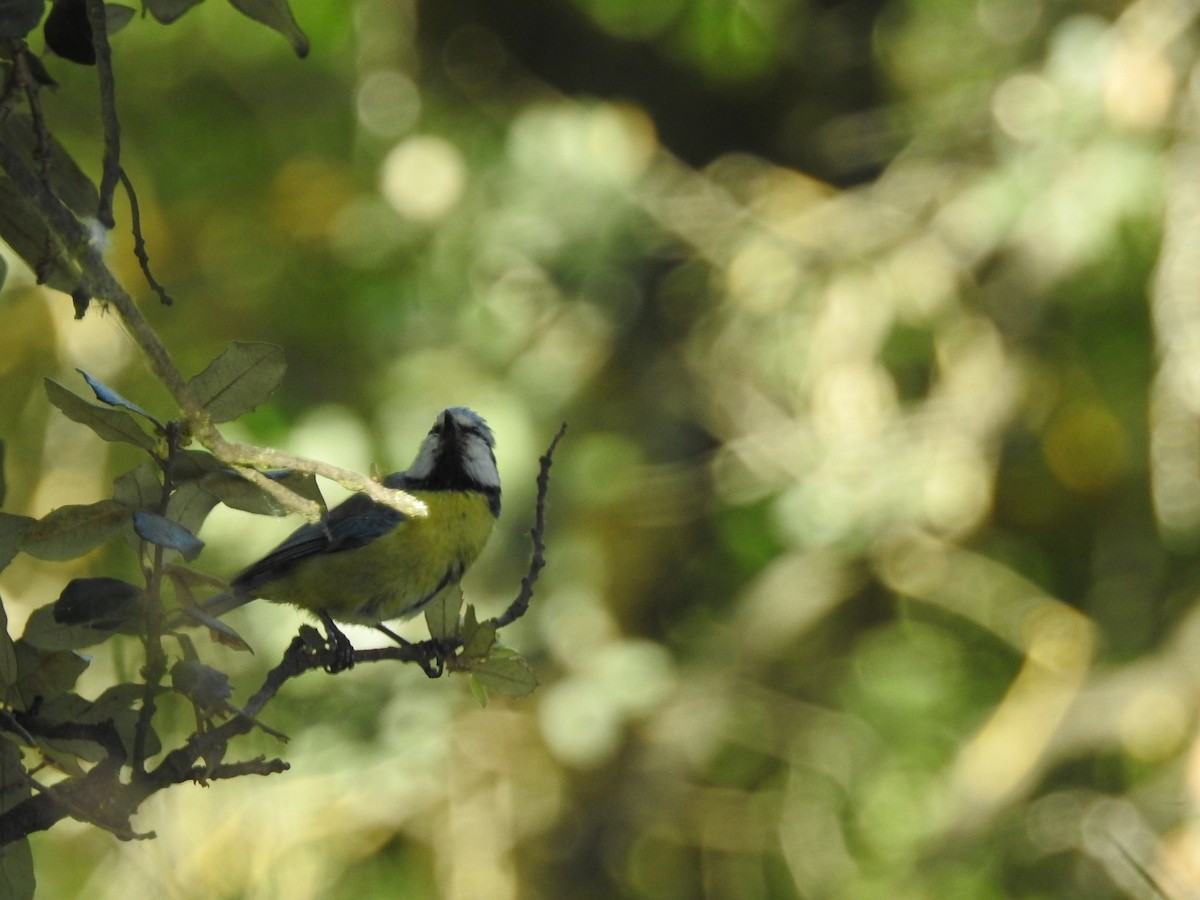 Eurasian Blue Tit - Federico  Iglesias García