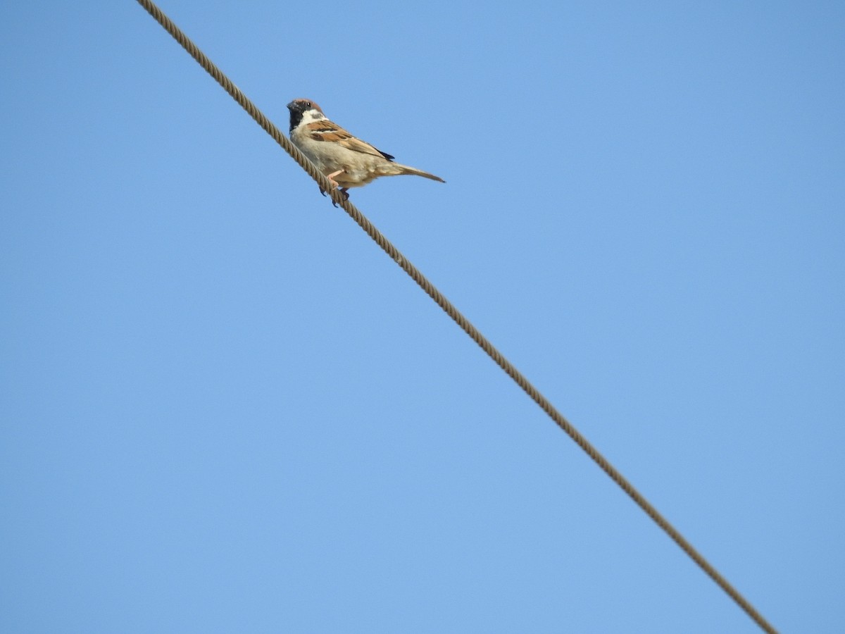 Eurasian Tree Sparrow - Federico  Iglesias García