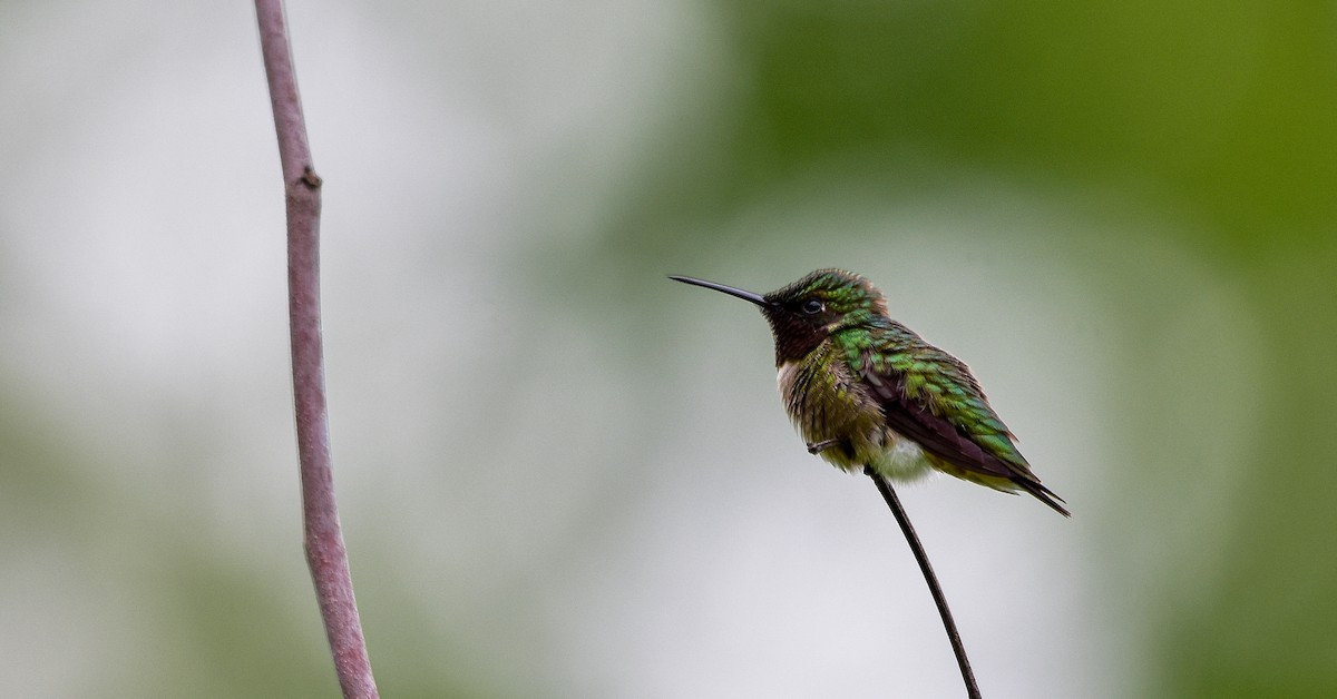 Ruby-throated Hummingbird - Zane Fish