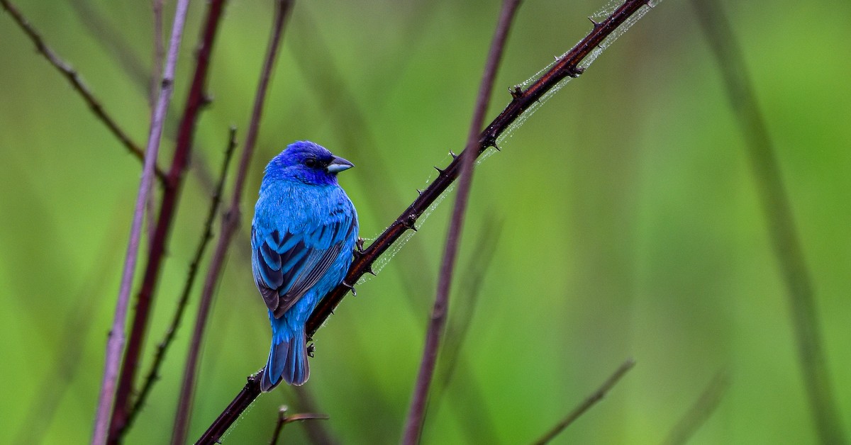 Indigo Bunting - Zane Fish