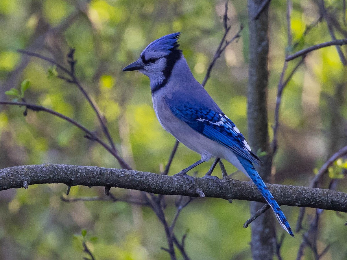 Blue Jay - Chris George