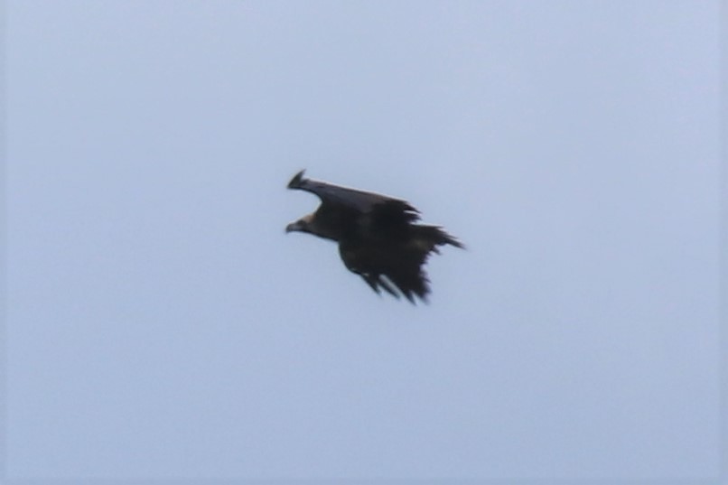 Cinereous Vulture - ML448441541