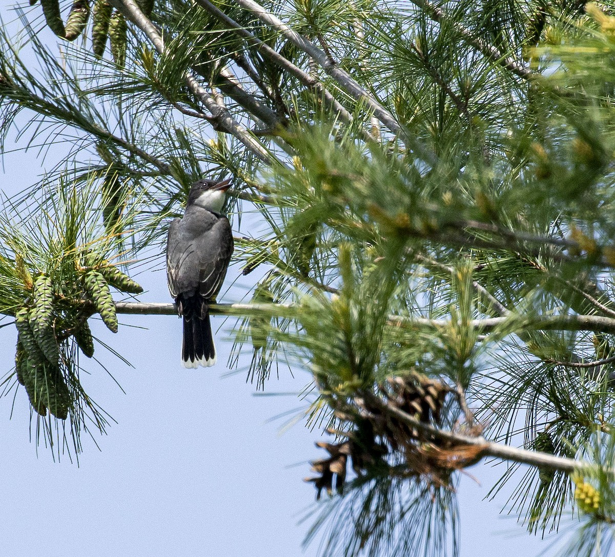 Eastern Kingbird - ML448441661