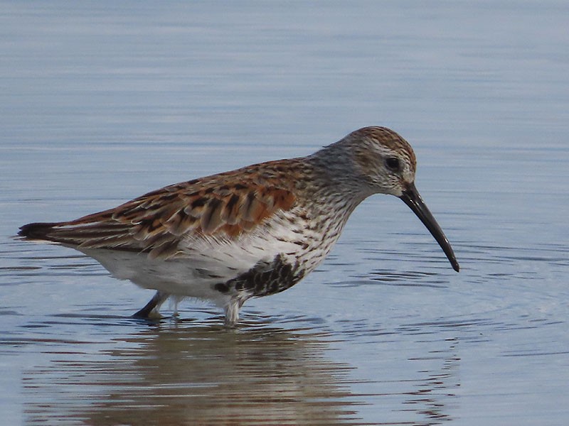 Dunlin - Karen Lebing