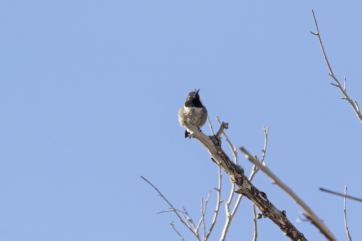 Black-chinned Hummingbird - ML448444221