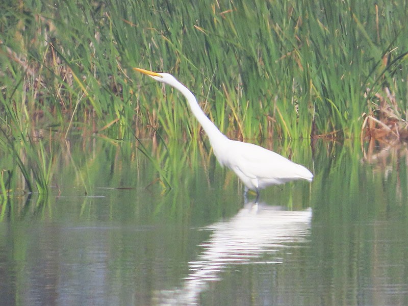 Great Egret - Karen Lebing