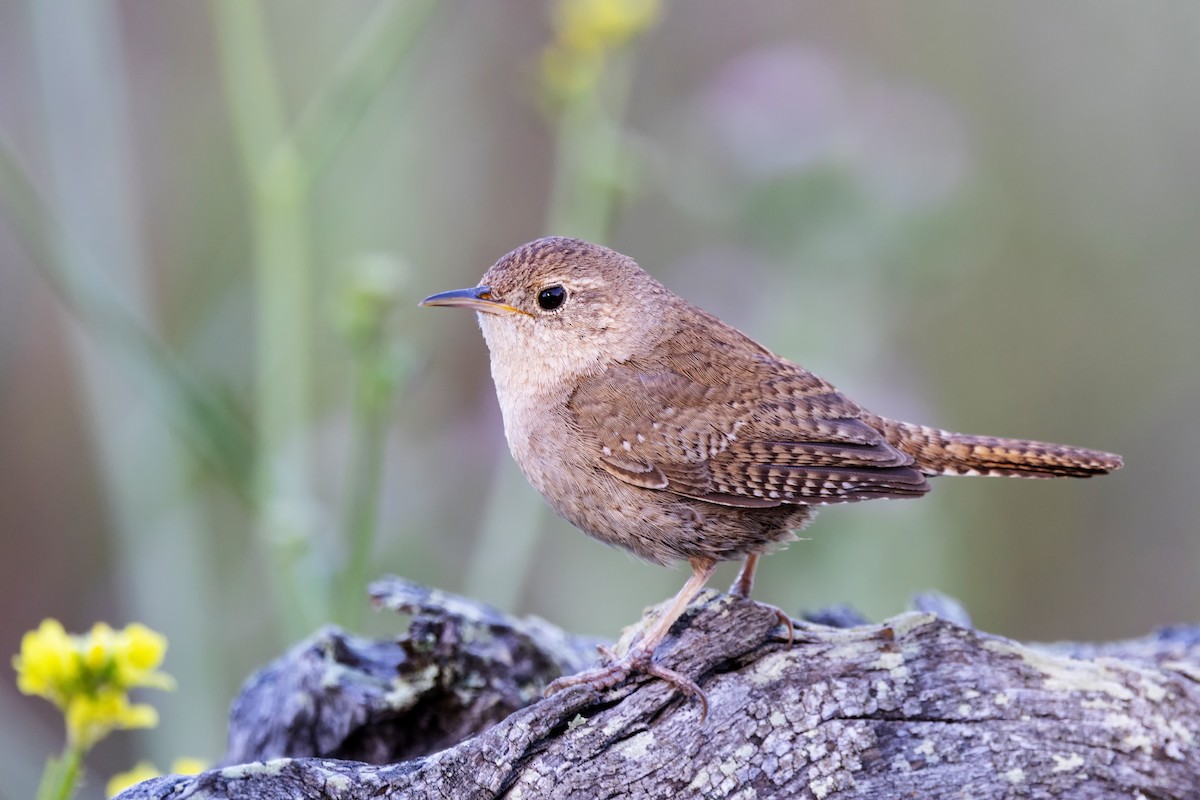 Northern House Wren - ML448444881