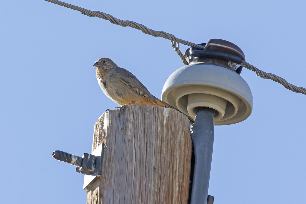 Canyon Towhee - ML448444931