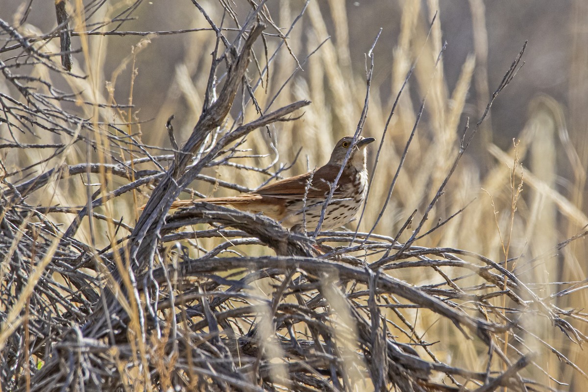 Brown Thrasher - ML448444961