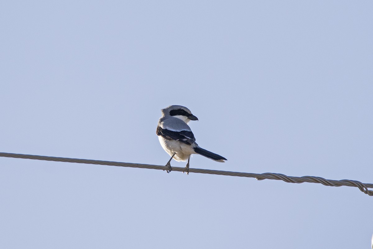 Loggerhead Shrike - ML448445021