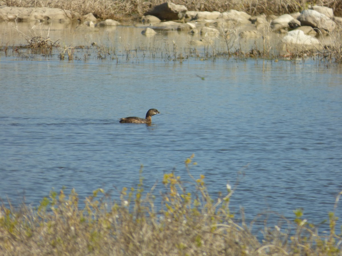 Pied-billed Grebe - ML44844601