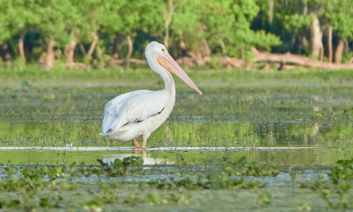 American White Pelican - ML448446031