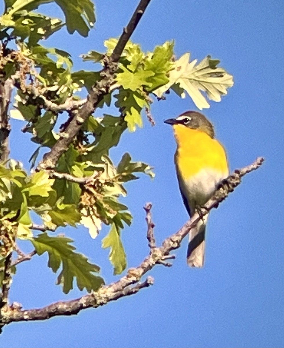 Yellow-breasted Chat - Gerald Gieseking