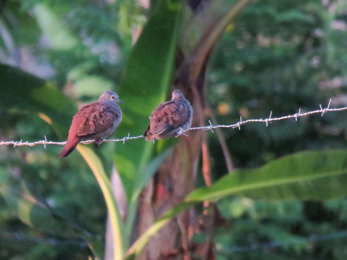 Ruddy Ground Dove - ML448447141