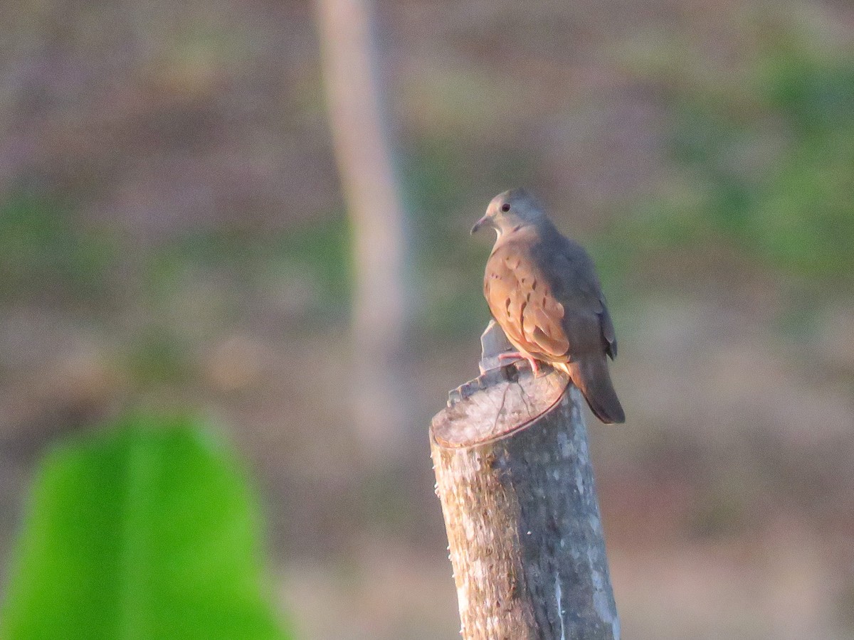 Ruddy Ground Dove - ML448447211