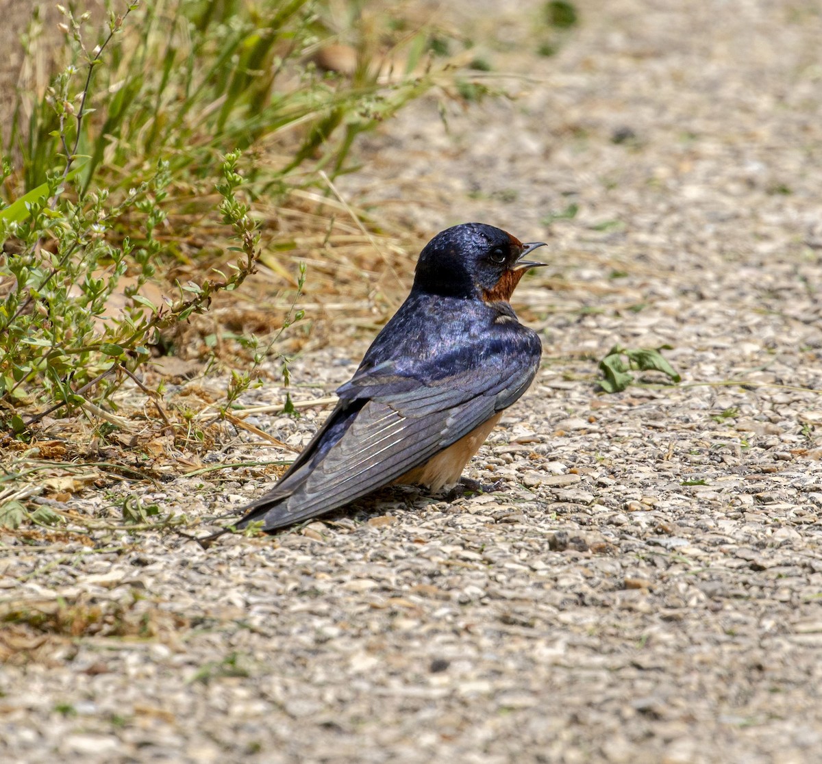 Barn Swallow - ML448447651