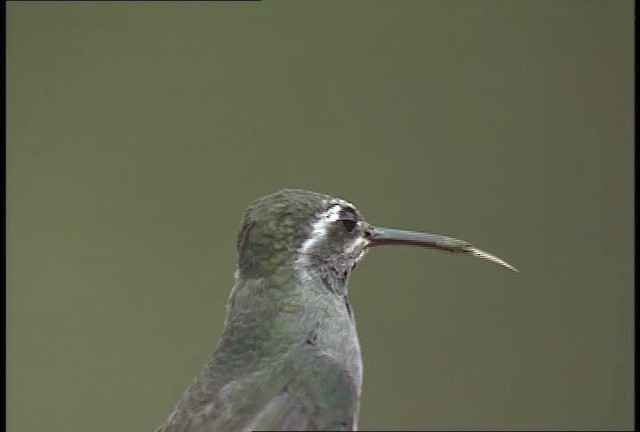 kolibřík blankytohrdlý - ML448449