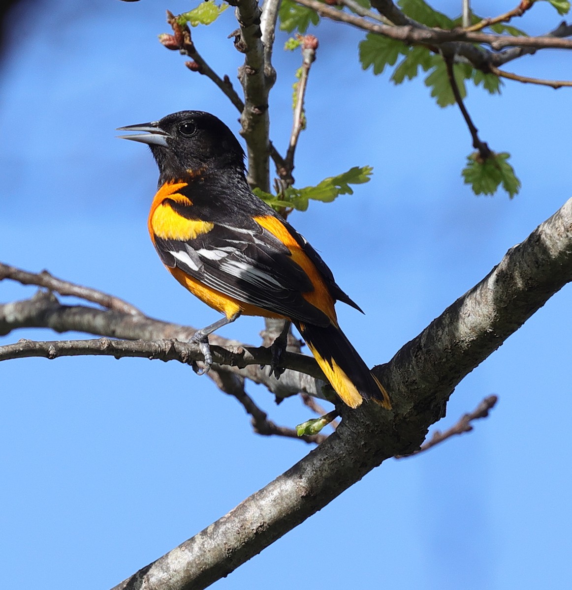 Baltimore Oriole - ML448449461