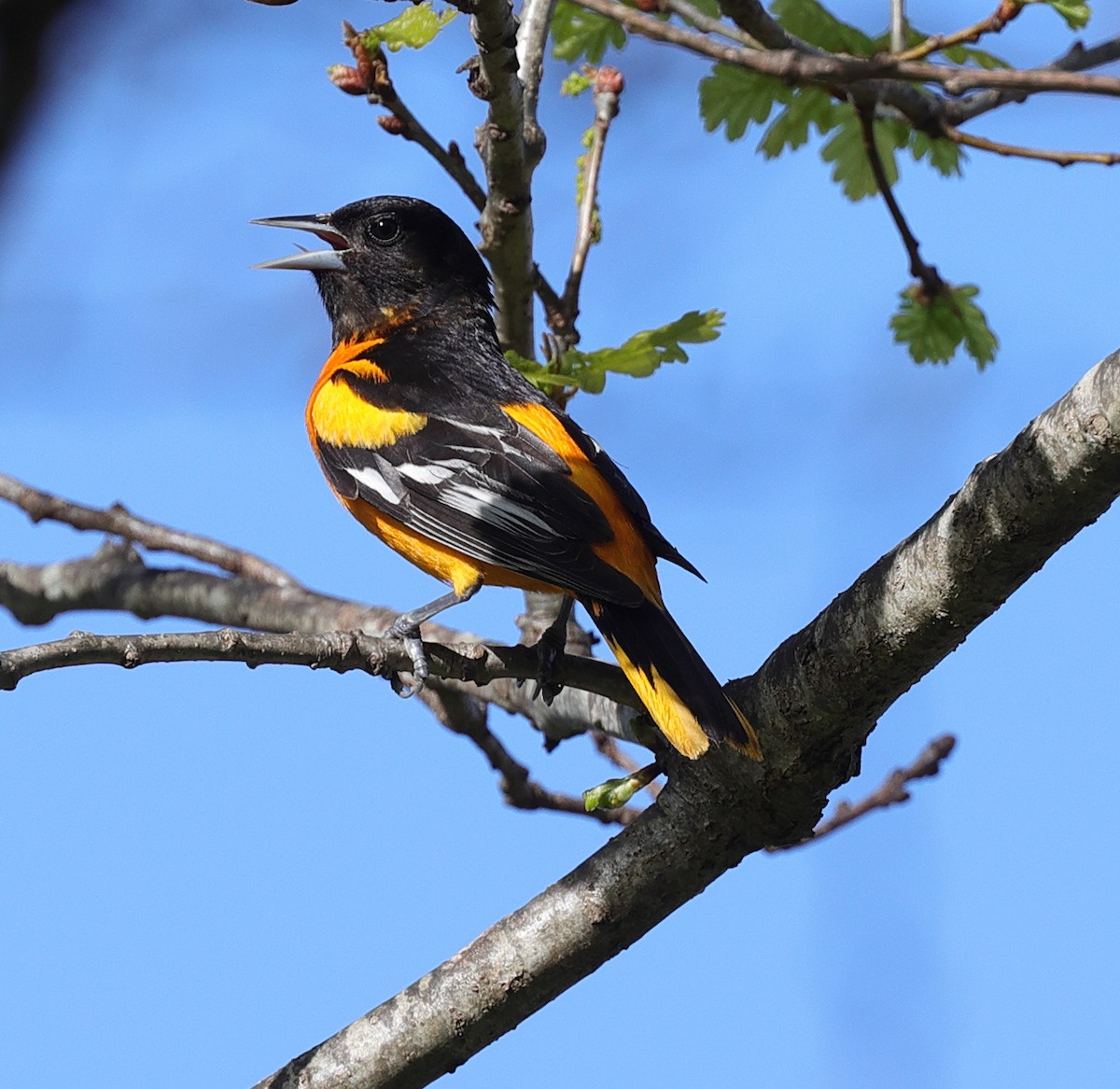 Baltimore Oriole - ML448449701