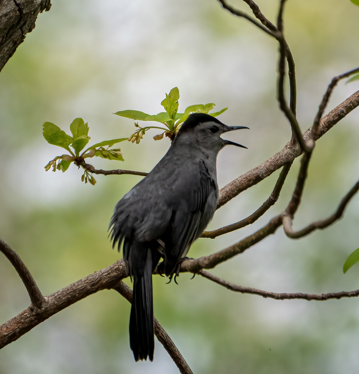 Gray Catbird - ML448449941