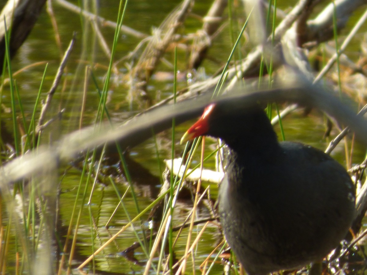 Gallinule d'Amérique - ML44845051