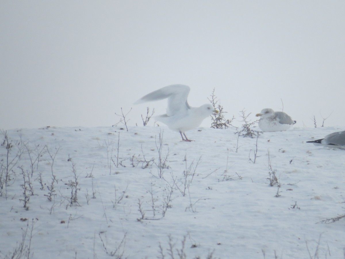 Iceland Gull (kumlieni/glaucoides) - ML44845101