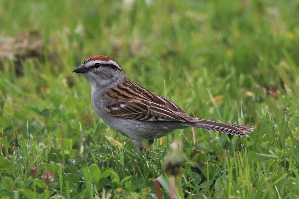 Chipping Sparrow - ML448451351