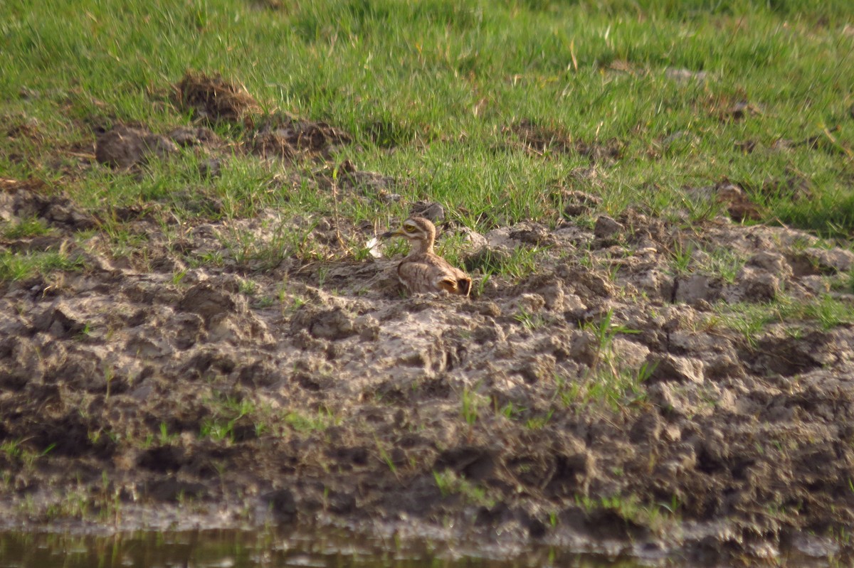 Indian Thick-knee - ML448452371