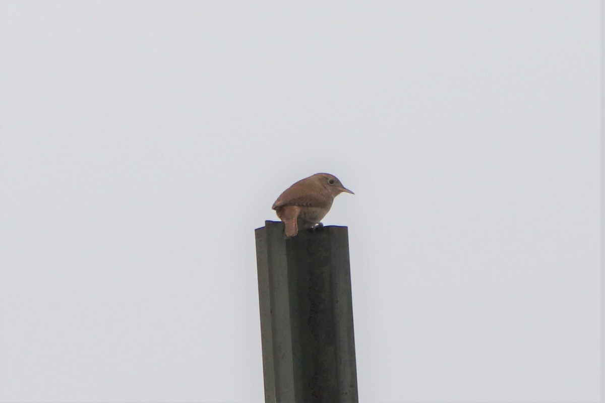 House Wren - ML448452391